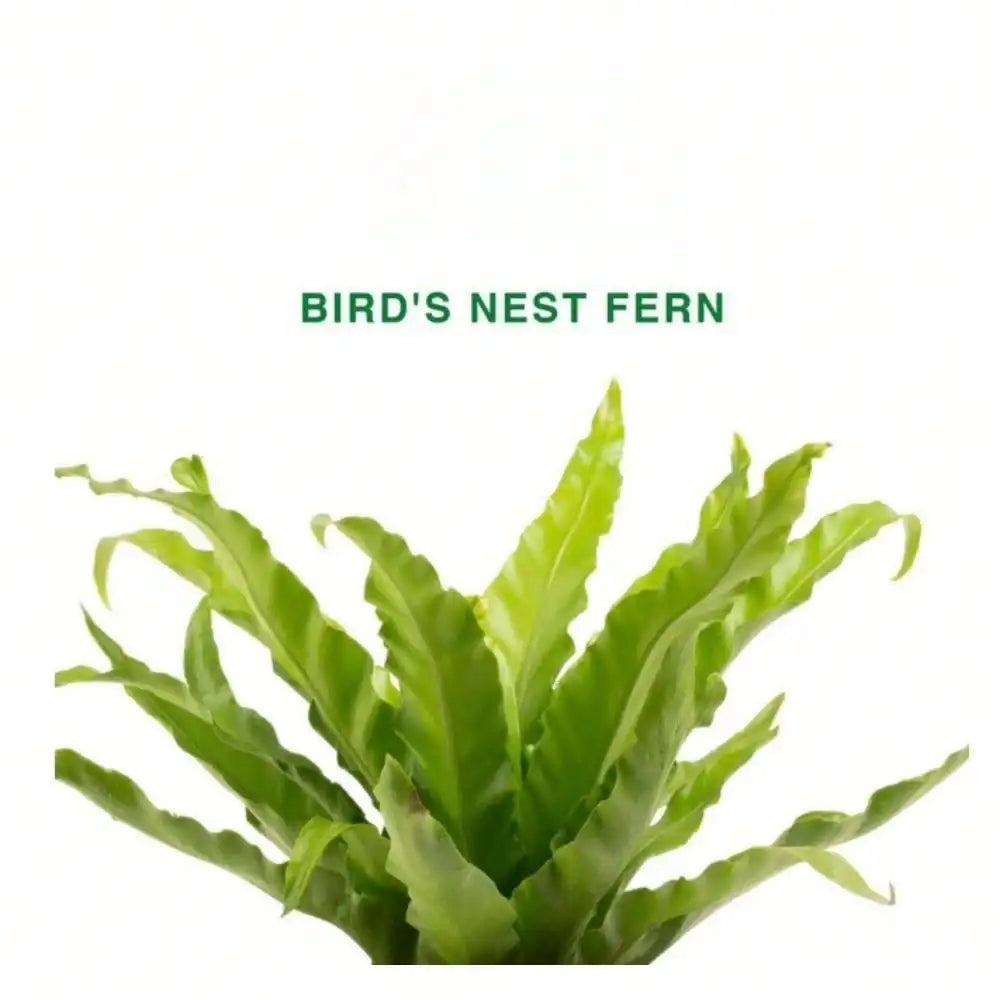 Bird's Nest Fern Indoor Plant in 6 in. White Decor Planter, Avg. Shipping Height 1-2 ft. Tall, pre-potted fern indoor plant