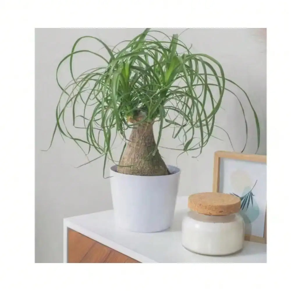 Ponytail Palm Indoor Plant in 6 in. White Decor Planter, Average Shipping Height 1-2 ft. Tall,perfect for any room