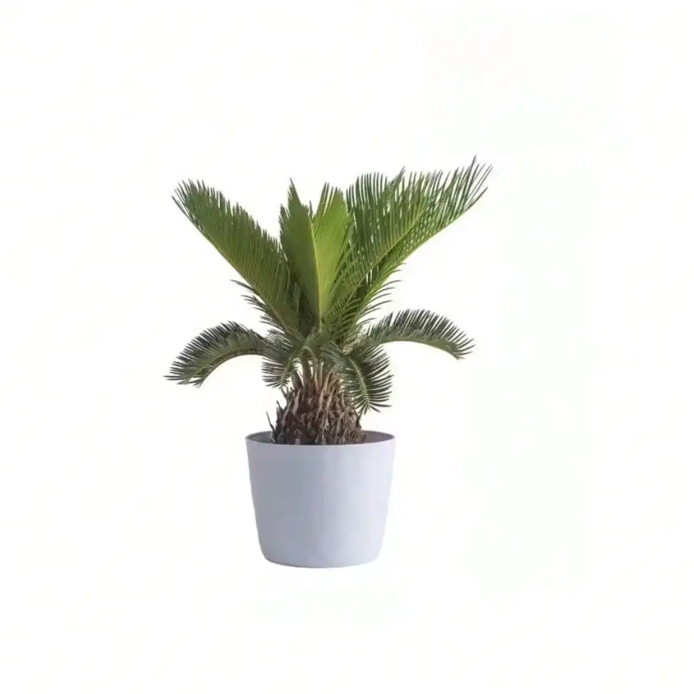 Sago Palm Indoor Plant in 6 in. White Decor Planter, Average Shipping Height 1-2 ft. Tall for living room or office