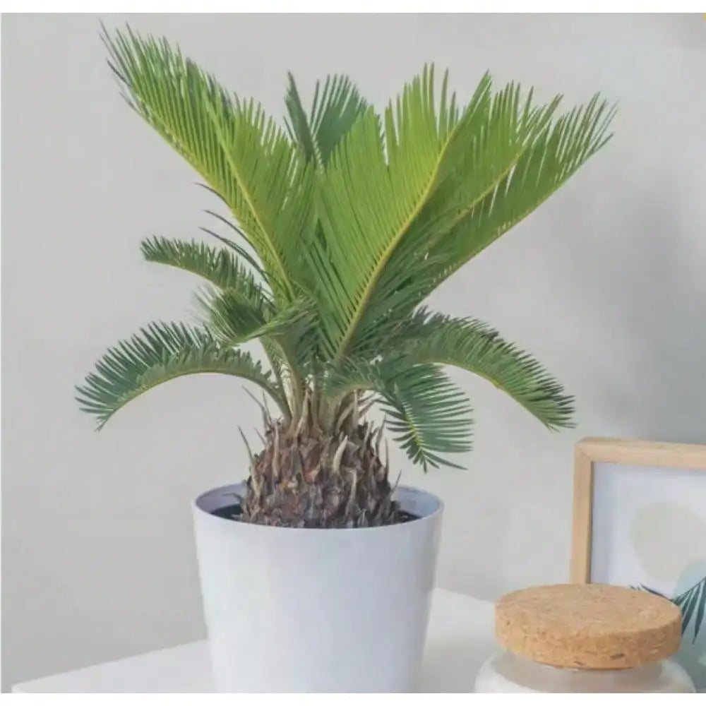 Sago Palm Indoor Plant in 6 in. White Decor Planter, Average Shipping Height 1-2 ft. Tall for living room or office
