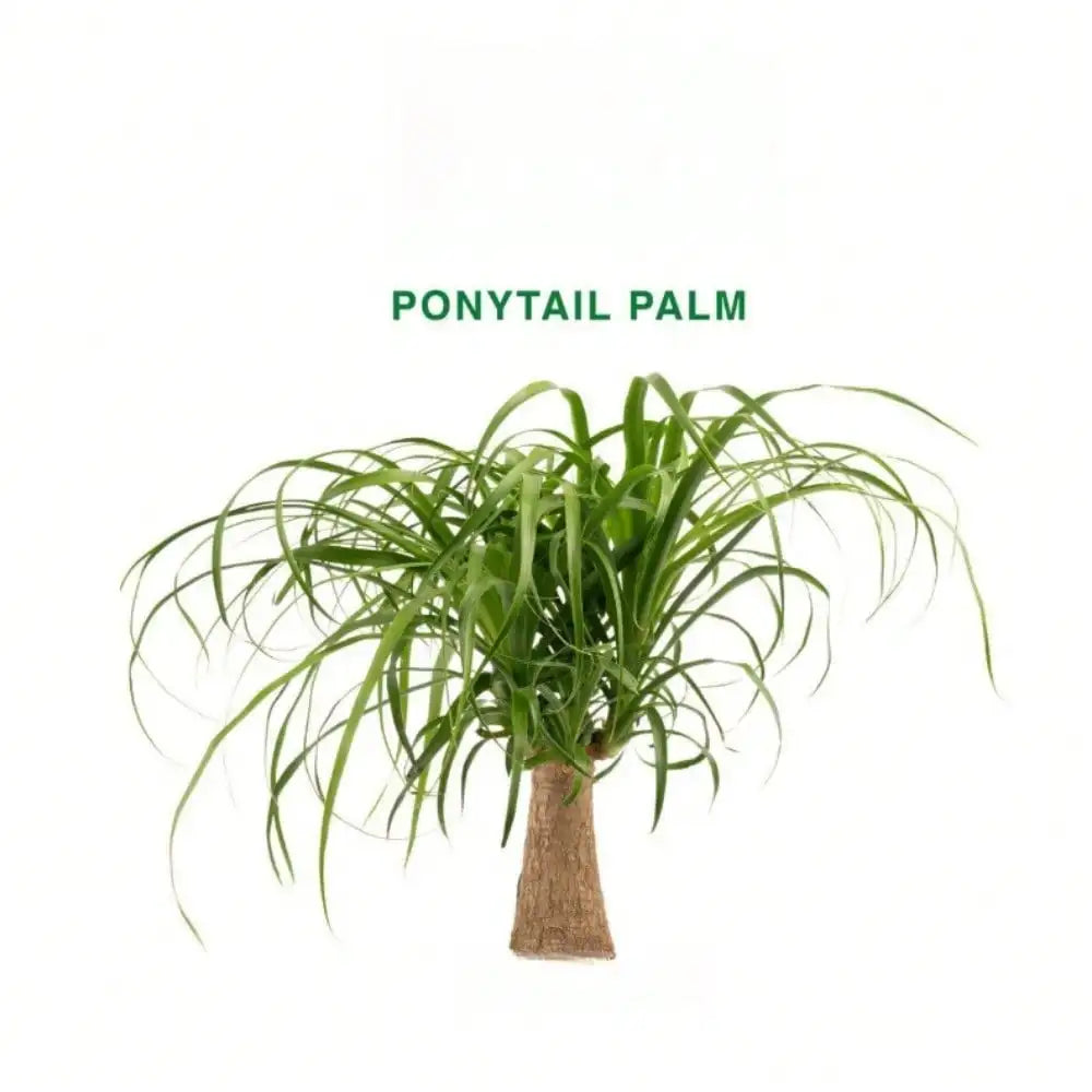 Ponytail Palm Indoor Plant in 6 in. White Decor Planter, Average Shipping Height 1-2 ft. Tall,perfect for any room