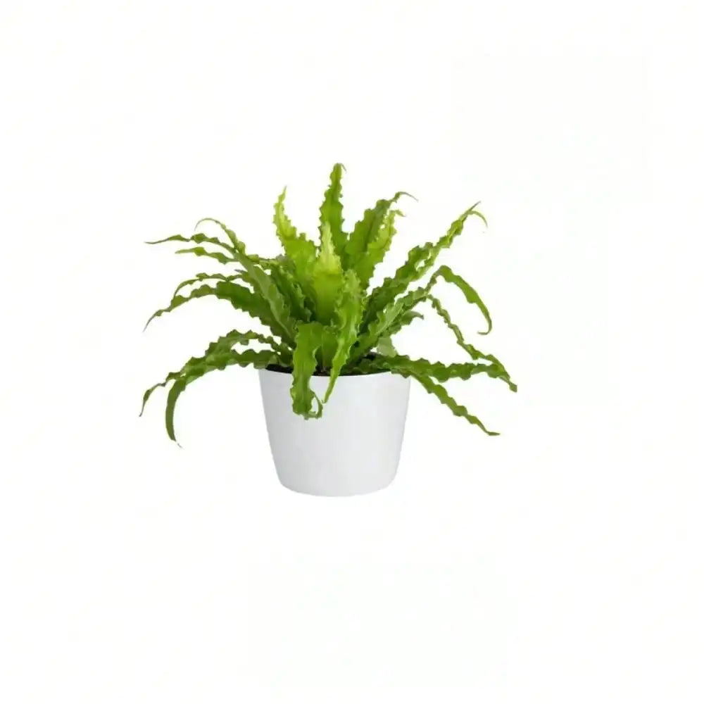 Bird's Nest Fern Indoor Plant in 6 in. White Decor Planter, Avg. Shipping Height 1-2 ft. Tall, pre-potted fern indoor plant