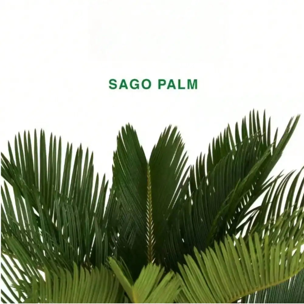 Sago Palm Indoor Plant in 6 in. White Decor Planter, Average Shipping Height 1-2 ft. Tall for living room or office