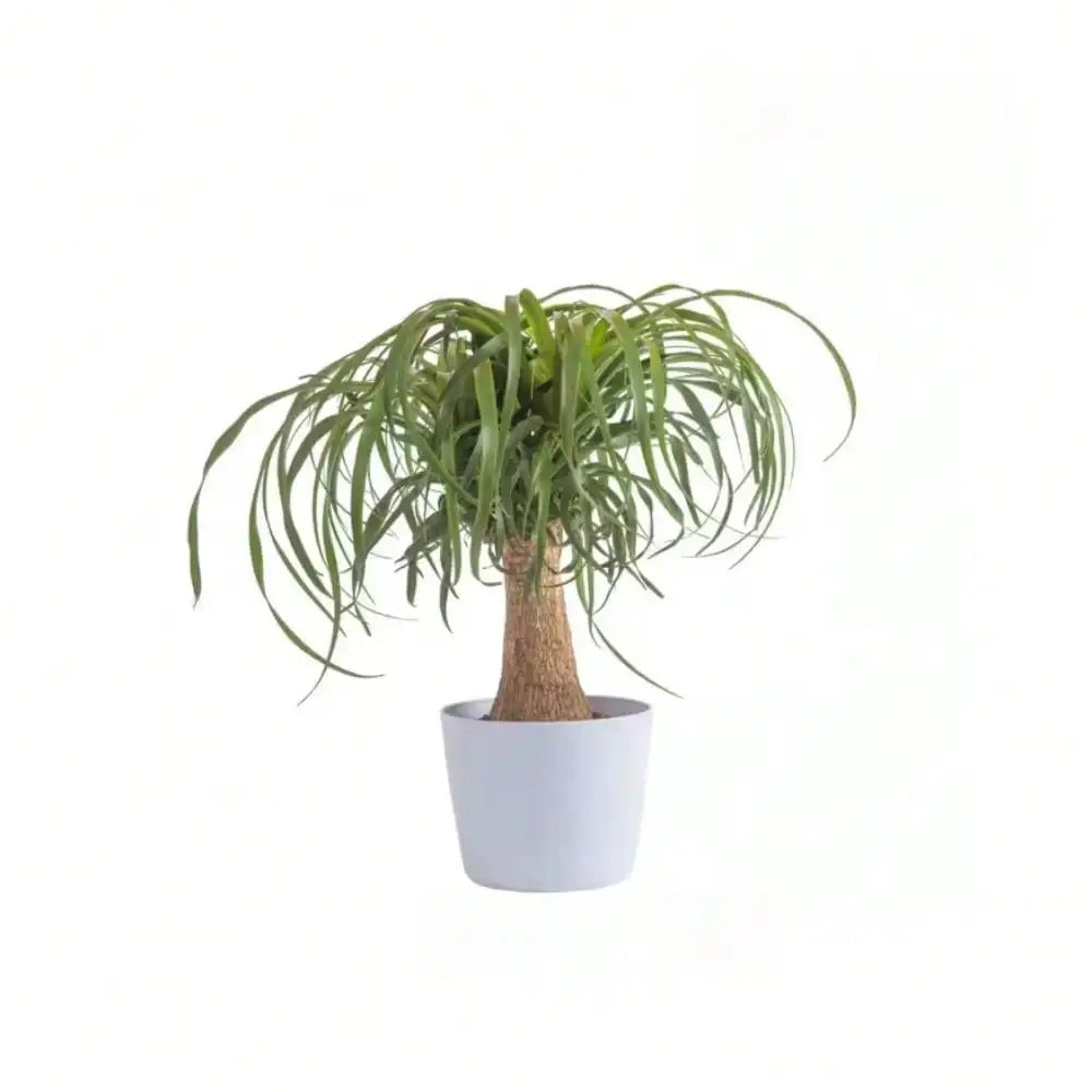 Ponytail Palm Indoor Plant in 6 in. White Decor Planter, Average Shipping Height 1-2 ft. Tall,perfect for any room