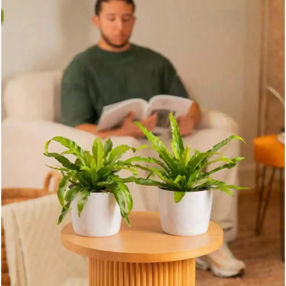 Bird's Nest Fern Indoor Plant in 6 in. White Decor Planter, Avg. Shipping Height 1-2 ft. Tall, pre-potted fern indoor plant