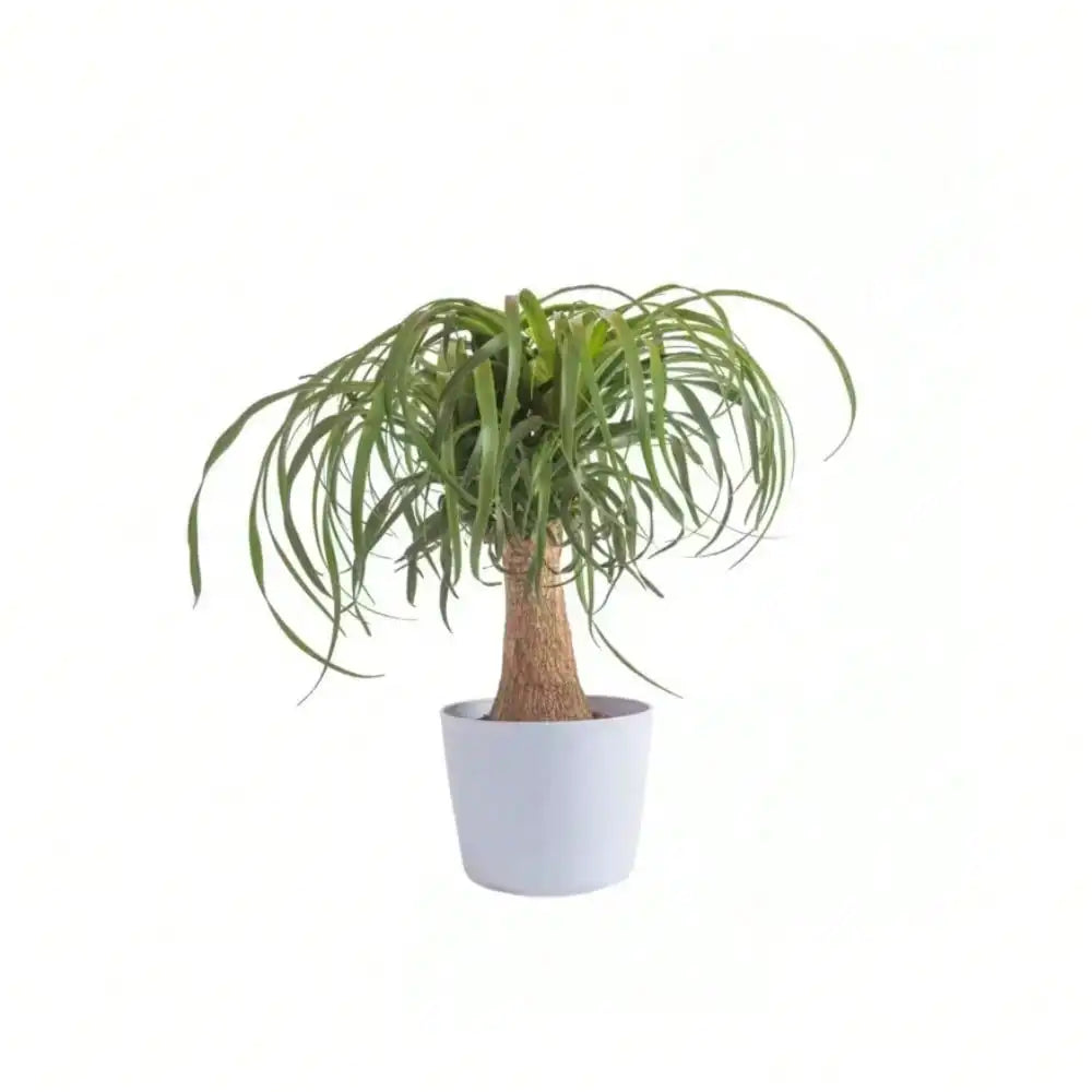 Ponytail Palm Indoor Plant in 6 in. White Decor Planter, Average Shipping Height 1-2 ft. Tall,perfect for any room