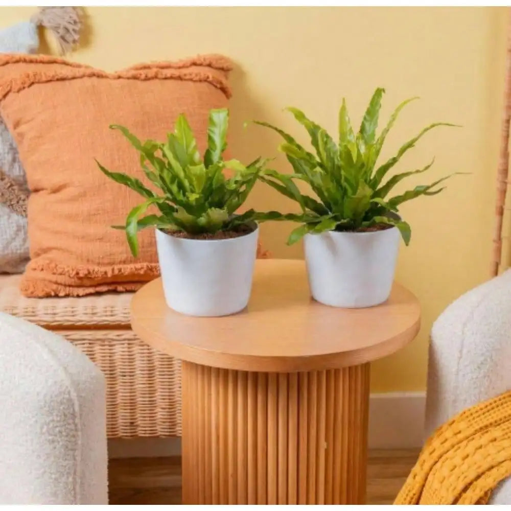 Bird's Nest Fern Indoor Plant in 6 in. White Decor Planter, Avg. Shipping Height 1-2 ft. Tall, pre-potted fern indoor plant